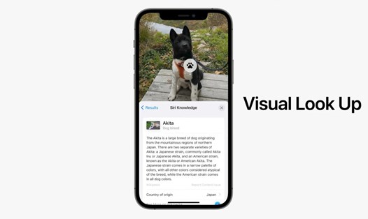 Apple muốn cạnh tranh với Google Lens bằng Visual Look Up. Ảnh: Apple