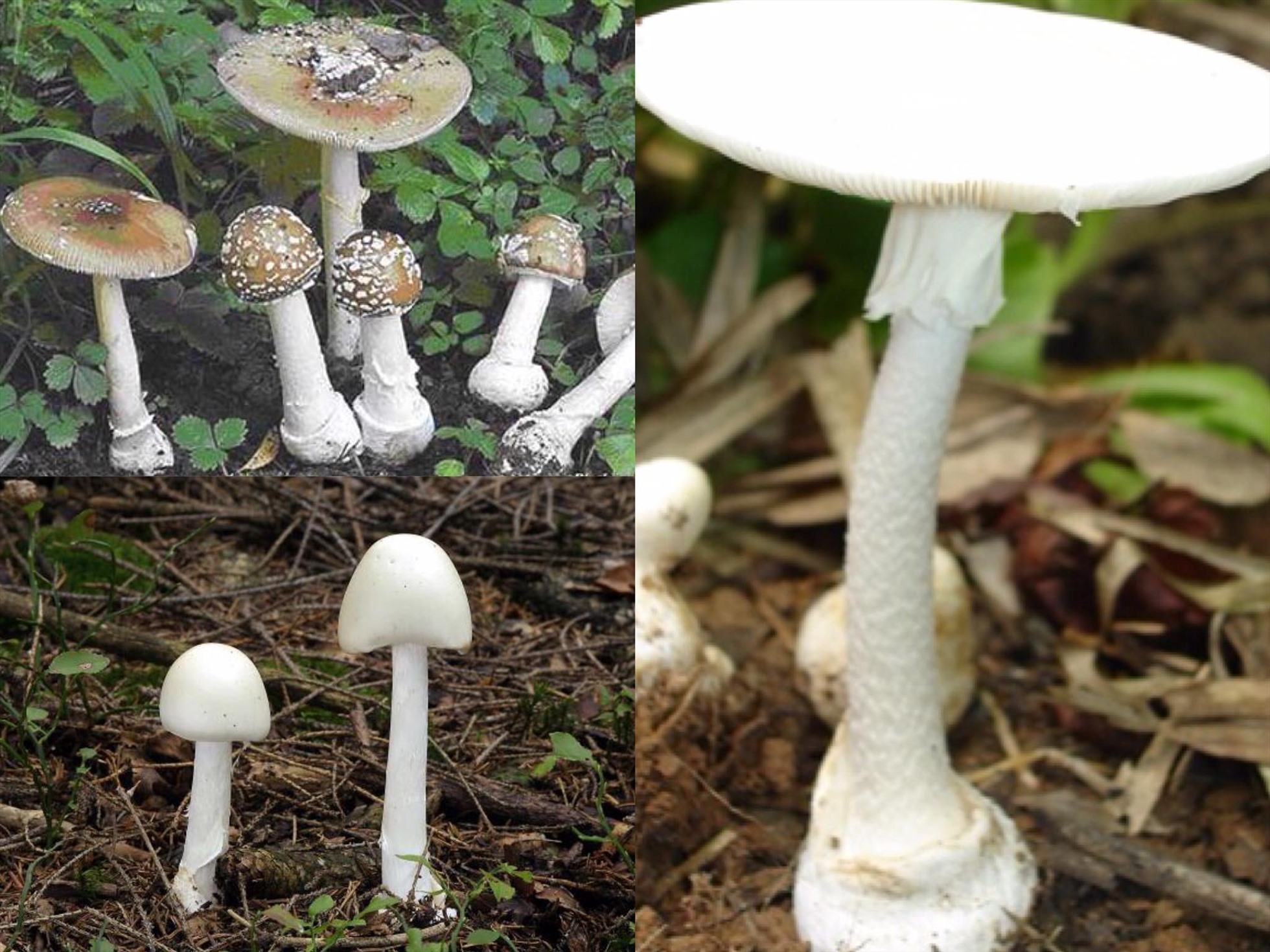 Một số loại nấm độc. Ảnh: Hương Giang