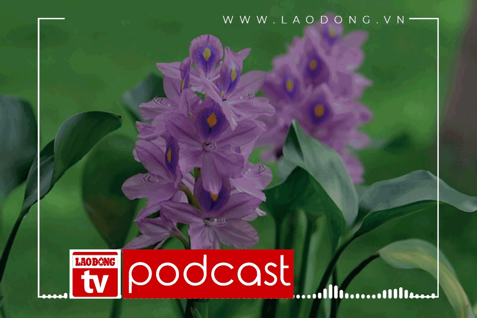 PODCAST - Truyện ngắn dự thi: Sông cạn