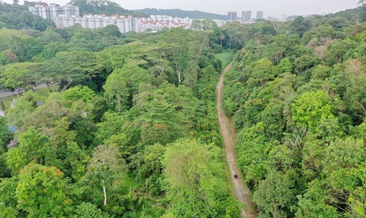 Hành lang đường sắt của Singapore. Ảnh: Ủy ban Công viên Quốc gia Singapore (NParks)