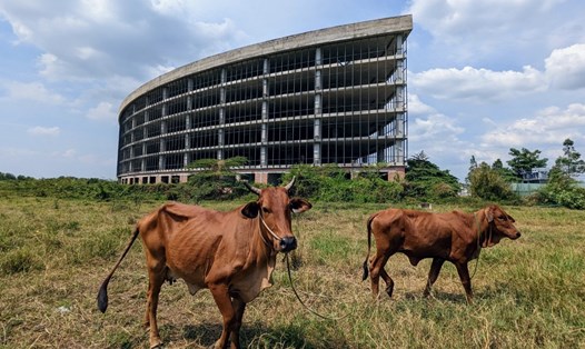 Công viên Sài Gòn Silicon trở thành bãi đất nuôi bò của người dân Ảnh: Tú Ngân