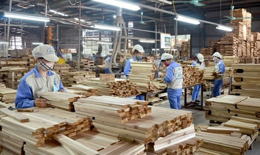 Tỉnh Tuyên Quang đặt mục tiêu trở thành trung tâm sản xuất, chế biến gỗ vùng Trung du và miền núi Bắc Bộ. Ảnh: Huy Hoàng