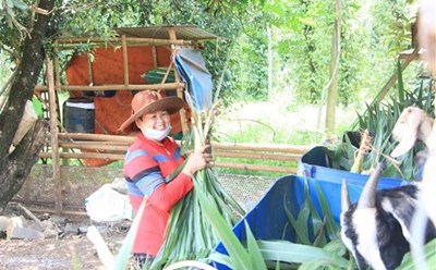Chị Lý Say Kín ở thôn Bình Giai, xã Phước Minh, huyện Bù Gia Mập, tỉnh Bình Phước chăm sóc đàn dê từ nguồn vốn chính sách xã hội. Ảnh: TTXVN