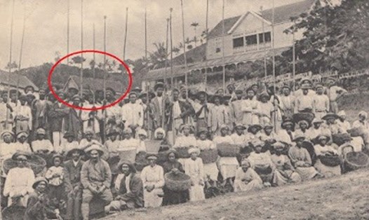 Những người hái ca cao tại điền trang Mount Rich, Grenada. Ảnh minh hoạ: Bảo tàng Quốc gia Grenada