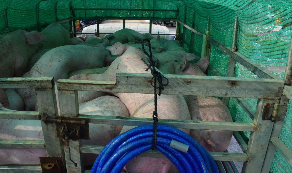 Phát hiện ôtô tải vận chuyển 45 con heo không rõ nguồn gốc, xuất xứ