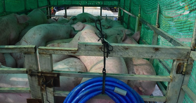 Phát hiện ôtô tải vận chuyển 45 con heo không rõ nguồn gốc, xuất xứ