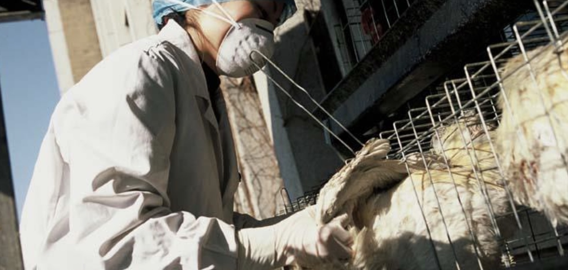 WHO bày tỏ lo ngại về cúm gia cầm H5N1 trên toàn cầu. Ảnh: Website WHO