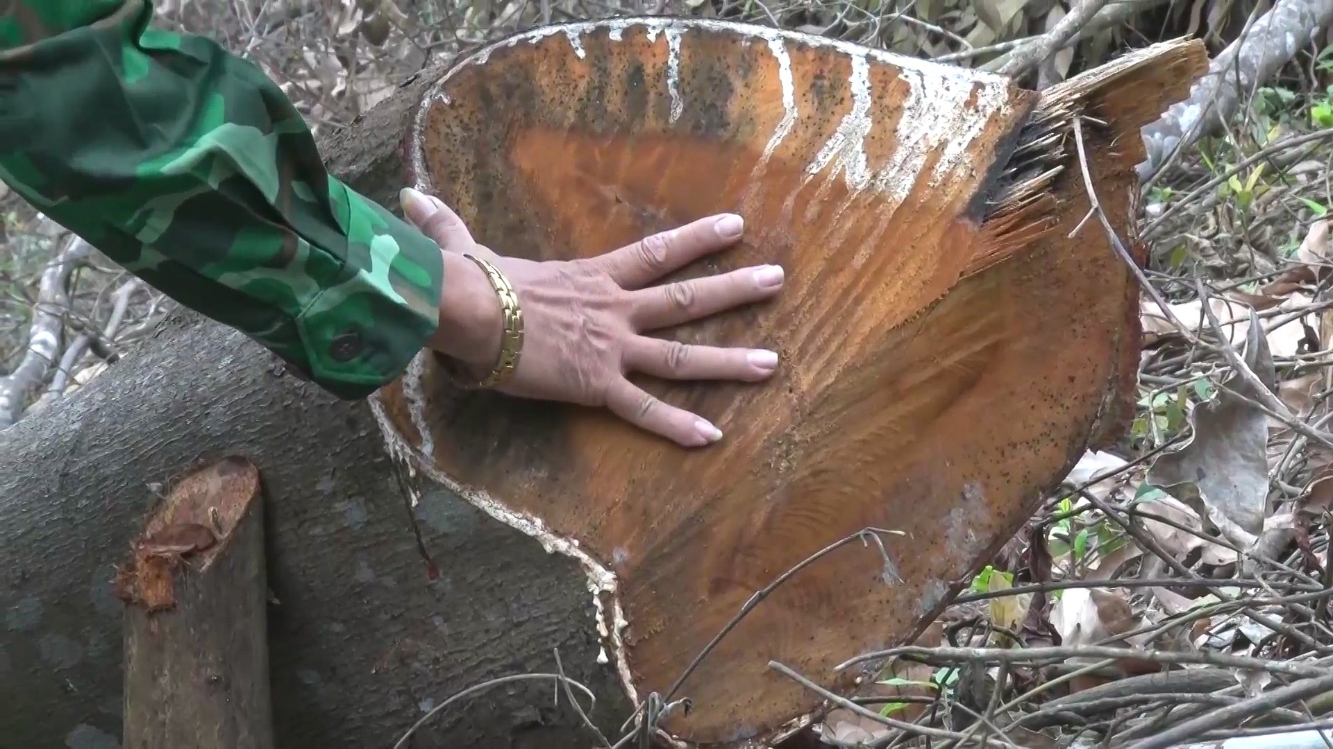 Quảng Bình: Điều tra làm rõ gần 6ha rừng bị đốn hạ