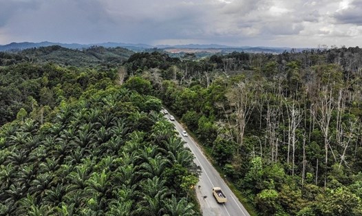Thủ đô mới của Indonesia tiềm ẩn nhiều bệnh dịch từ rừng nhiệt đới. Ảnh: Bộ Năng lượng và Tài nguyên khoáng sản Indonesia