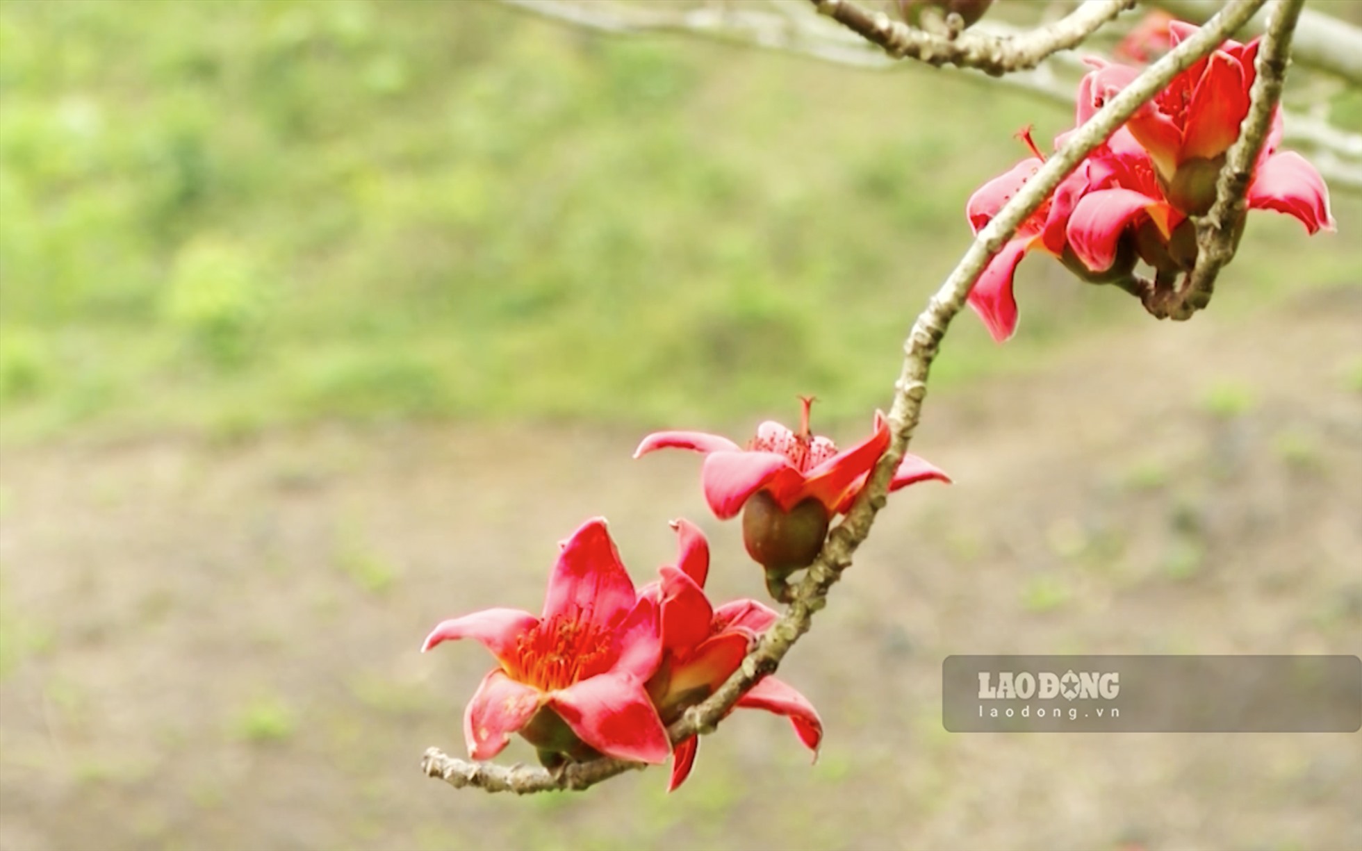 Hoa gạo hay còn gọi là hoa Mộc Miên đang bắt đầu nở rộ trên khắp cao nguyên đá Hà Giang.