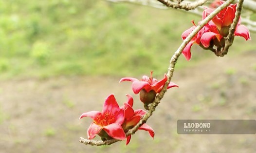 Hoa gạo hay còn gọi là hoa Mộc Miên đang bắt đầu nở rộ trên khắp cao nguyên đá Hà Giang.