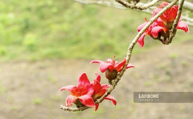 Hoa gạo hay còn gọi là hoa Mộc Miên đang bắt đầu nở rộ trên khắp cao nguyên đá Hà Giang.