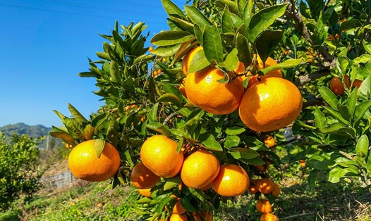 Cam là loại trái cây giàu vitamin C và rất tốt cho sức khỏe. Ảnh: Thảo Nguyễn
