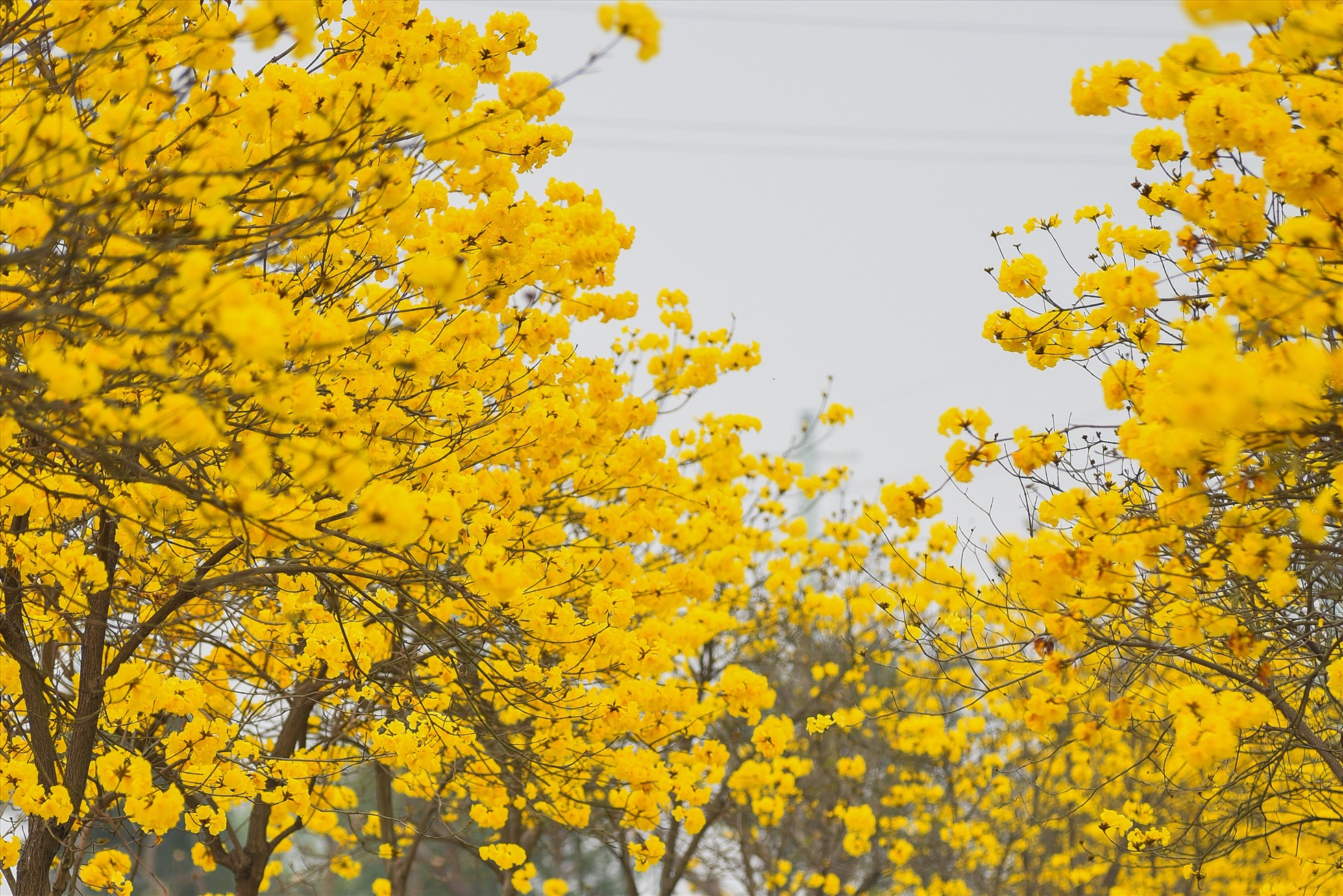 Đây là thời điểm “vàng” để hoa Phong Linh nở vàng rực cả 1 con đường. Ảnh: PHƯƠNG NAM