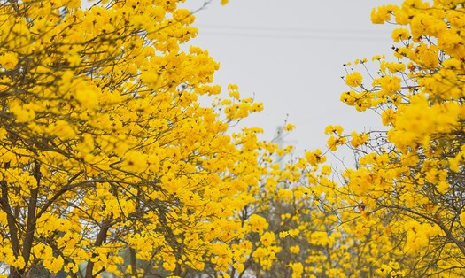 Đây là thời điểm “vàng” để hoa Phong Linh nở vàng rực cả 1 con đường. Ảnh: PHƯƠNG NAM