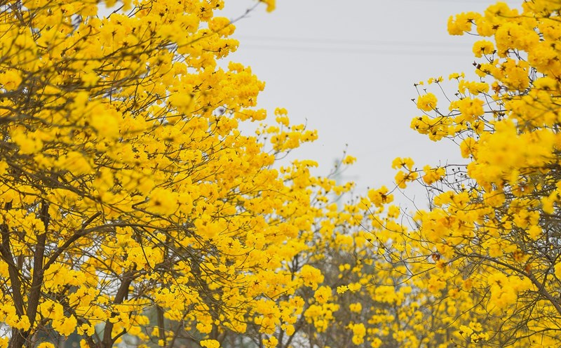 Đây là thời điểm “vàng” để hoa Phong Linh nở vàng rực cả 1 con đường. Ảnh: PHƯƠNG NAM