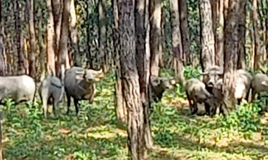 Đàn trâu hoang kiếm ăn trong khu vực rừng thông do Công ty TNHH MTV Lâm nghiệp Đường 9 quản lý. Ảnh: Ngọc Hùng