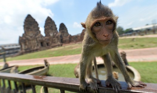 Khỉ ở Lopburi, Thái Lan. Ảnh: Xinhua