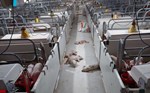 Trại heo Hòa Phát gây ô nhiễm: Gần 500 con heo chết vì... thiếu cám