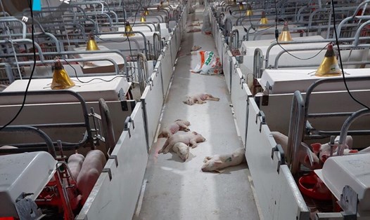 Gần 500 con lợn của công ty chăn nuôi Sơn Động bị chết vì thiếu cám. Ảnh: Vân Trường