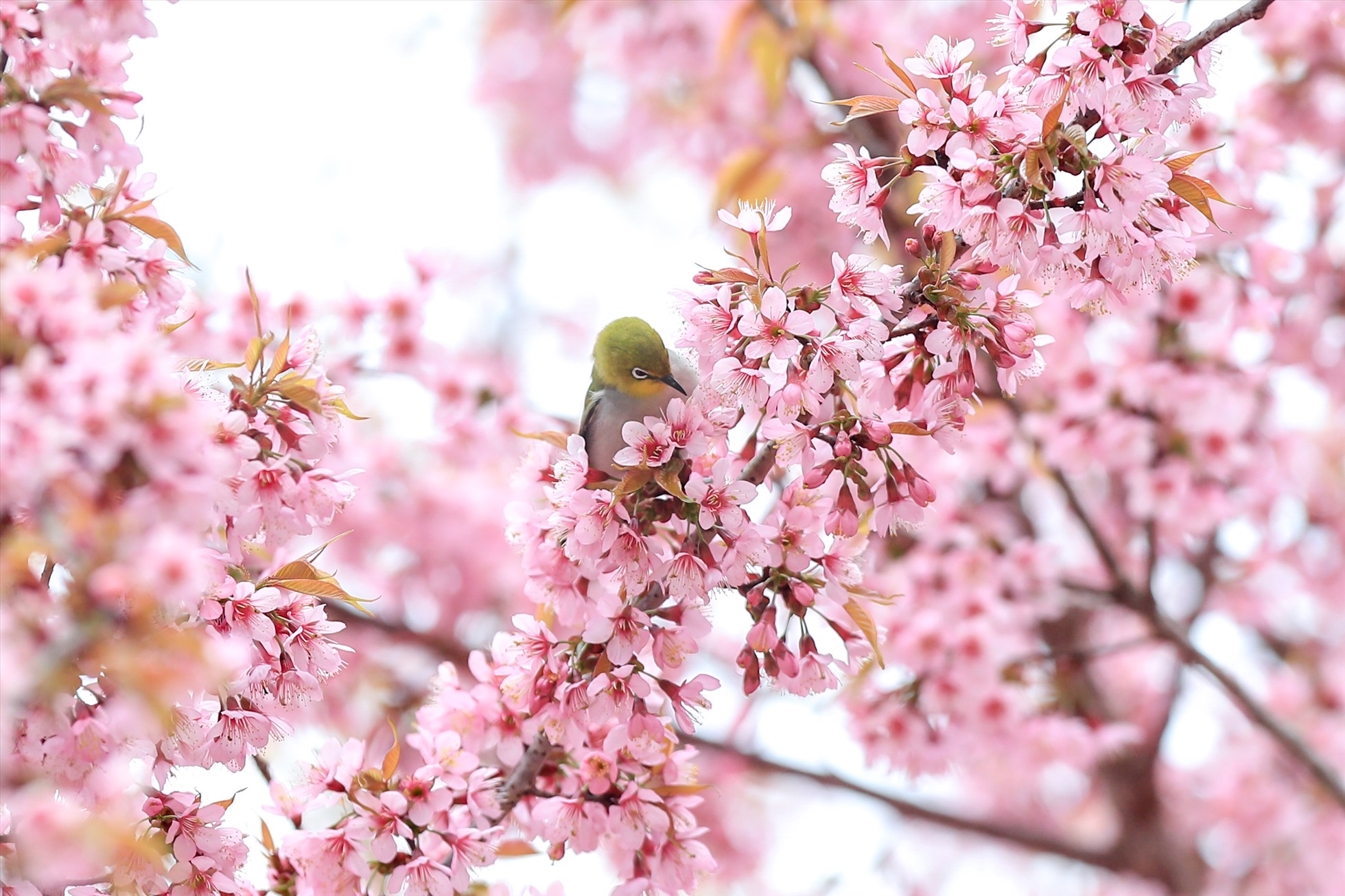 Mùa hoa Mai Anh Đào nở rực rỡ tại Hà Giang những ngày đầu năm mới 2023. Ảnh: Minh Dân