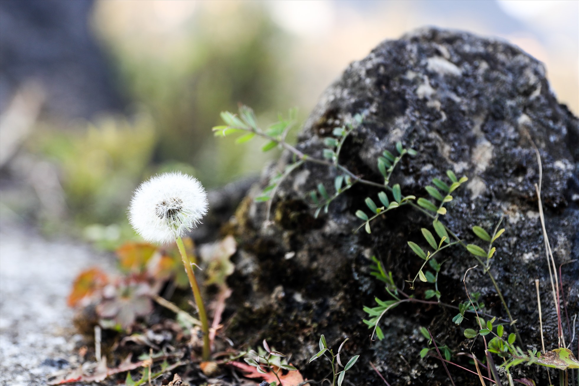 Bông Bồ Công Anh nở hoa trên mỏm đá ven đường Hà Giang. Ảnh: Minh Dân