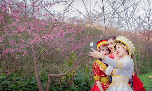 Du khách thích thú checkin bên cây hoa đào nở rộ tại Fansipan. Ảnh: Hà