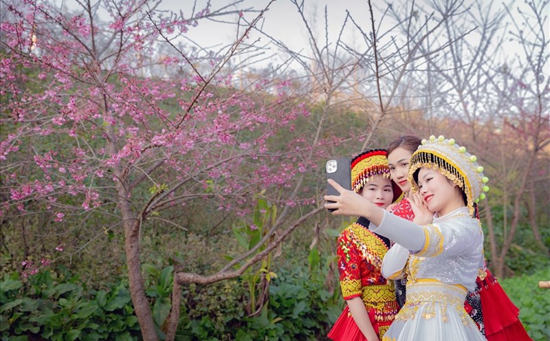 Du khách thích thú checkin bên cây hoa đào nở rộ tại Fansipan. Ảnh: Hà