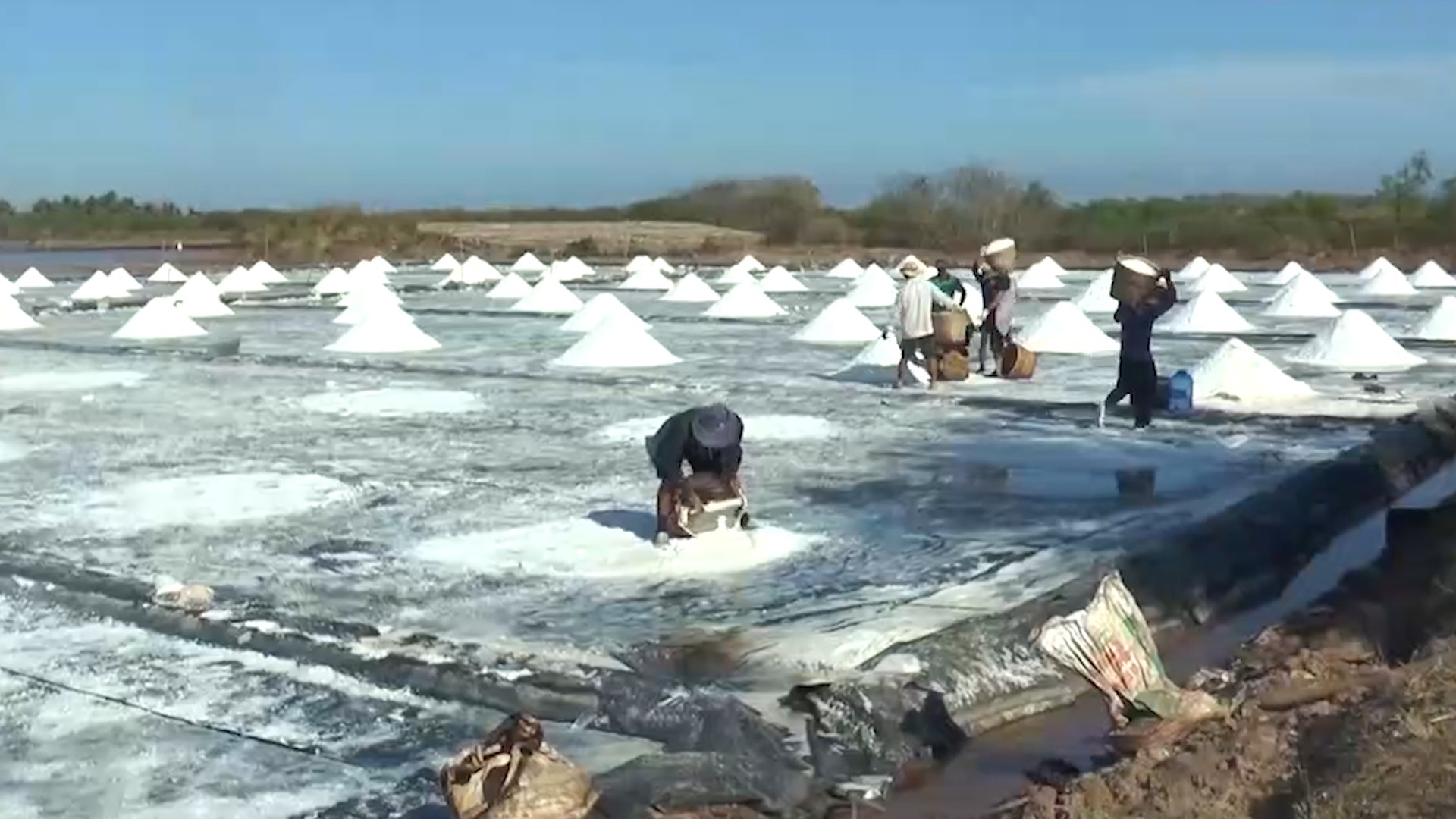 Diêm dân Bạc Liêu thu hoạch muối