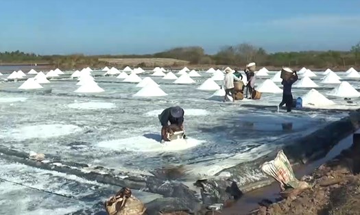 Diêm dân Bạc Liêu thu hoạch muối