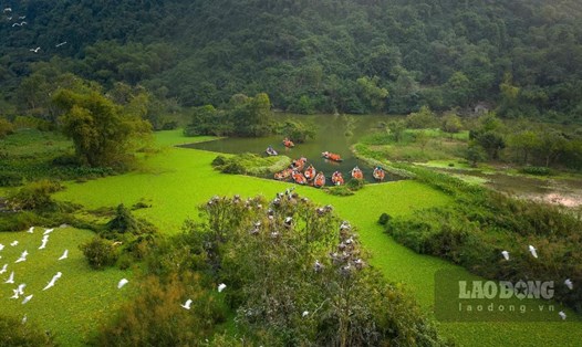 Khu vực "đảo cò" tại Vườn chim Thung Nham (Ninh Bình) được xem là một trong những điểm du lịch thu hút đông đảo du khách tới thăm quan, trải nghiệm. Ảnh: Trường Huy