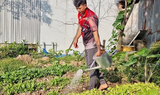 Mất việc từ trước Tết Nguyên đán, anh Trần Thiên Phú tận dụng mảnh vườn nhỏ quanh nhà để trồng rau để có thu nhập xoay xở cuộc sống. Ảnh: Hoàng Lộc