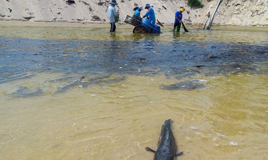 Mô hình nuôi cá lóc trên cát đem lại lợi nhuận cao, giúp nhiều hộ dân tại xã Ngư Thủy Bắc thoát nghèo. Ảnh: Đức tuấn