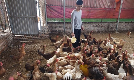 Năm 2022, anh Hà Sơn Tùng thu trên dưới 250 triệu đồng từ mô hình nuôi gà Ai Cập lấy trứng. Ảnh: Tô Công.