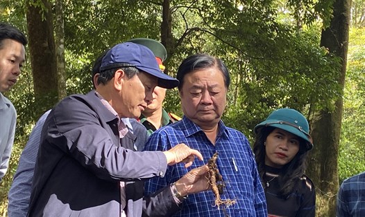Bộ trưởng Lê Minh Hoan thăm vườn sâm Ngọc Linh. Ảnh: Thanh Tuấn