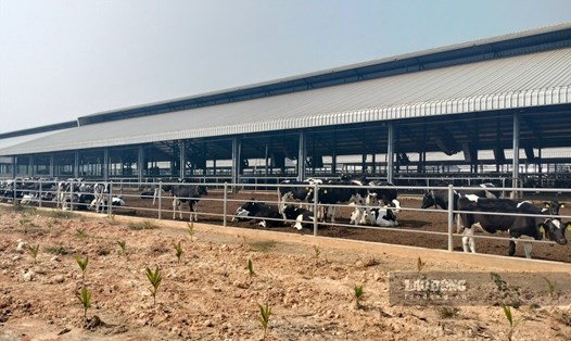 Trang trại bò sữa của Công ty Hồ Toản hiện có khoảng gần 3.000 con. Ảnh: Văn Đức