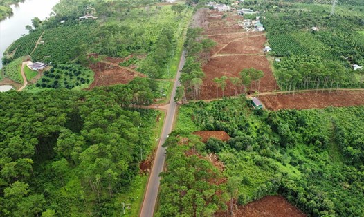 Khu vực huyện Đắk Glong phối hợp với các ngành chức năng trồng lại rừng thông trong năm 2022. Ảnh: Phan Tuấn