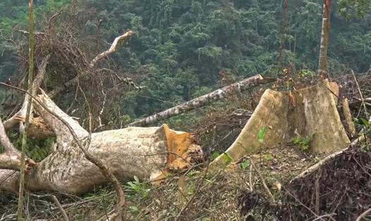 Khung cảnh hoang tàn tại khu vực rừng bị chặt phá. Ảnh: CTV