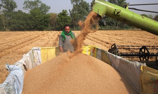 Thu hoạch lúa mì tại bang Punjab, phía bắc Ấn Độ năm 2022. Ảnh: Xinhua