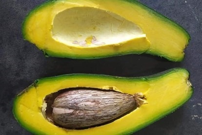 Cùng với hàm lượng nước cao, quả bơ còn chứa chất xơ, ít calo. Ảnh: Thanh Ngọc