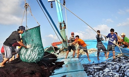 Chuyển đổi một số nghề khai thác hải sản ảnh hưởng đến nguồn lợi và môi trường sinh thái. Ảnh: VGP