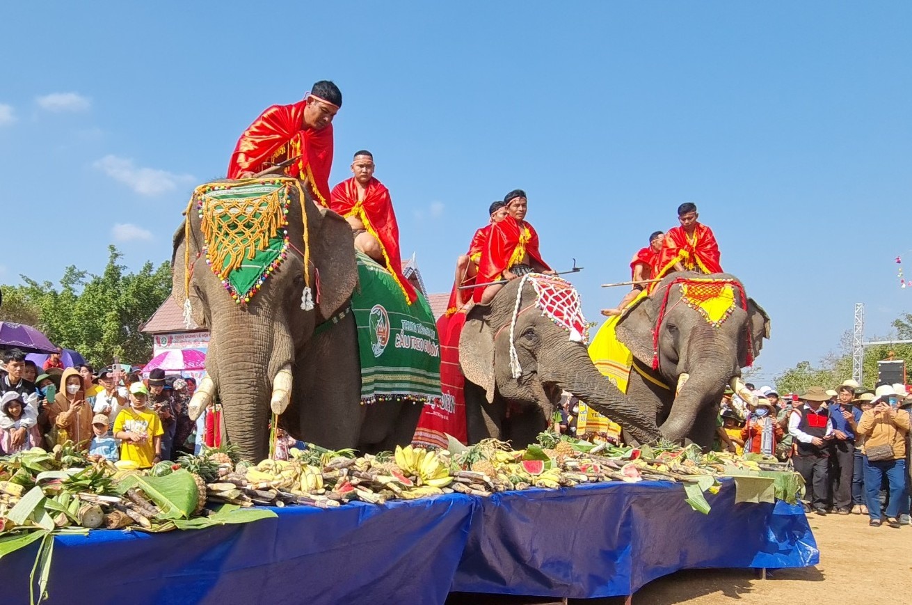 Những chú voi thưởng thức tiệc buffet do chính quyền huyện Buôn Đôn tổ chức. Ảnh: Bảo Lâm