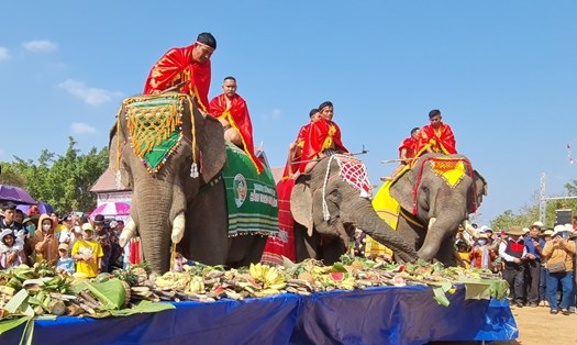 Những chú voi thưởng thức tiệc buffet do chính quyền huyện Buôn Đôn tổ chức. Ảnh: Bảo Lâm