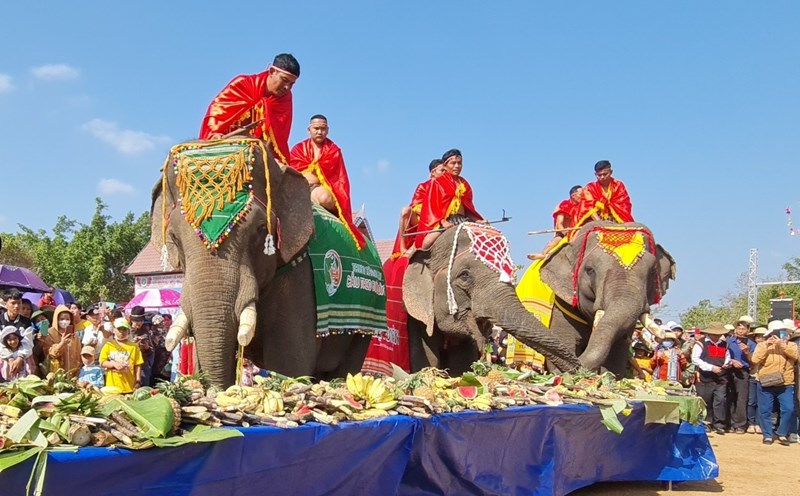 Những chú voi thưởng thức tiệc buffet do chính quyền huyện Buôn Đôn tổ chức. Ảnh: Bảo Lâm