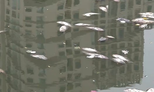 Cá chết nổi trắng trên hồ trung tâm thành phố Hạ Long. Ảnh: Đoàn Hưng