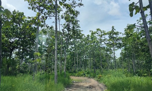 Rừng khộp ở xã Ia Mơ, huyện Chư Prông. Ảnh Thanh Tuấn
