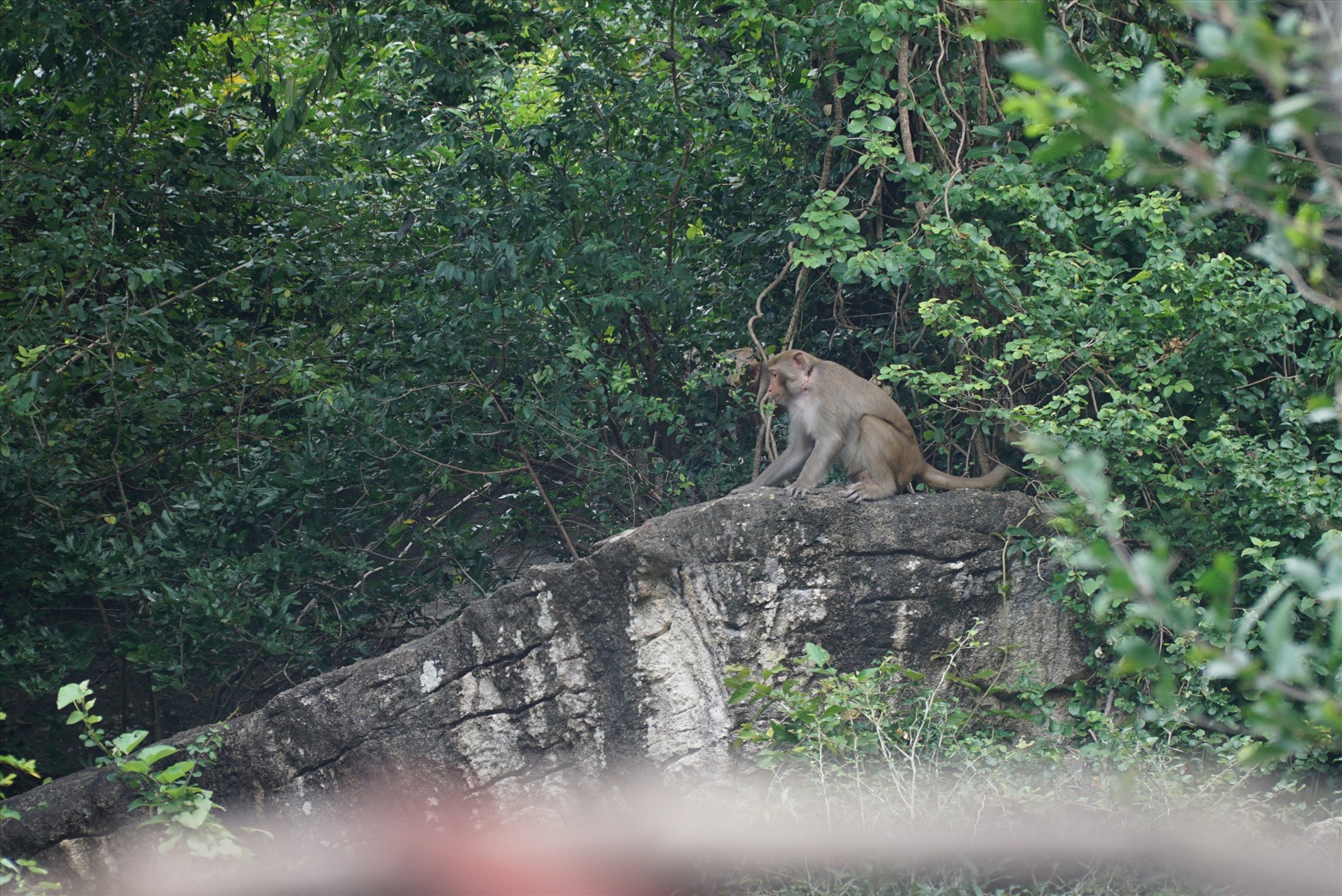 Khỉ quậy phá tại khu vực thôn Ngọc Diêm. Ảnh: Hữu Long