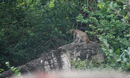 Khỉ quậy phá tại khu vực thôn Ngọc Diêm. Ảnh: Hữu Long