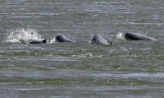 Cá heo Irrawaddy trên sông Mekong. Ảnh: AFP