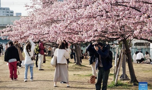 Mùa hoa anh đào vào tháng 3, 4 là thời điểm Nhật Bản đón lượng khách quốc tế lớn. Ảnh: Xinhua